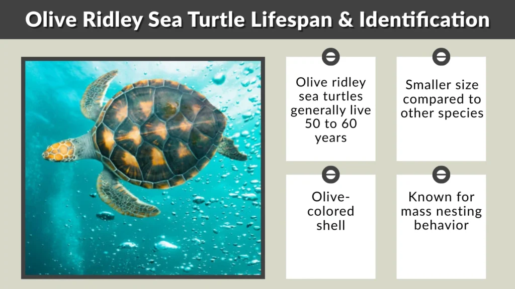 Olive Ridley Sea Turtle Lifespan & Identification