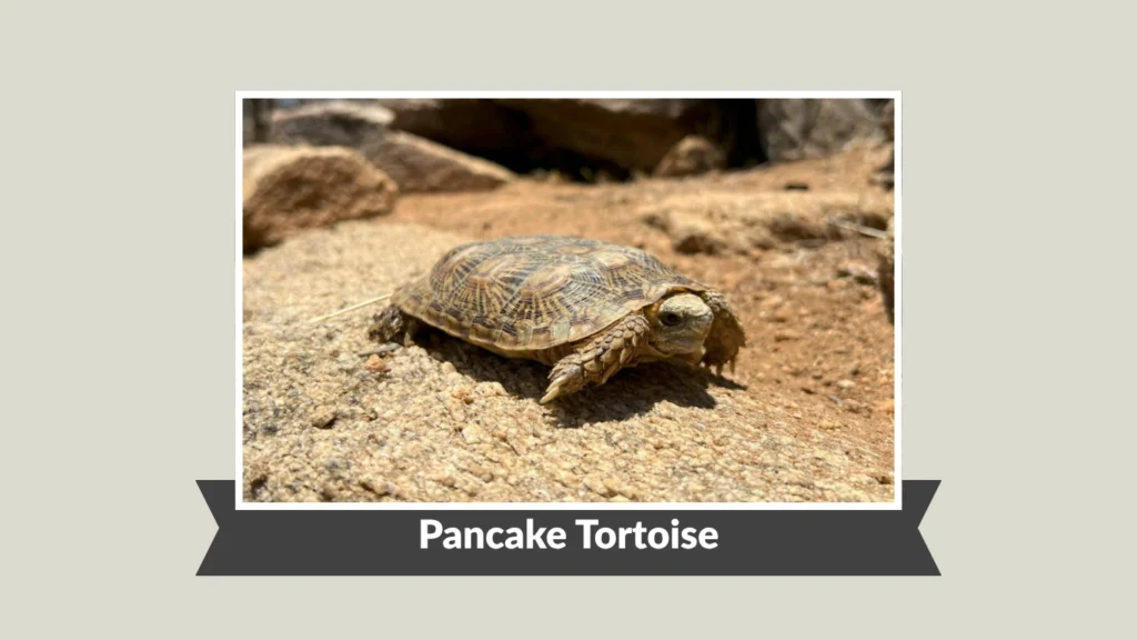 Pancake Tortoise