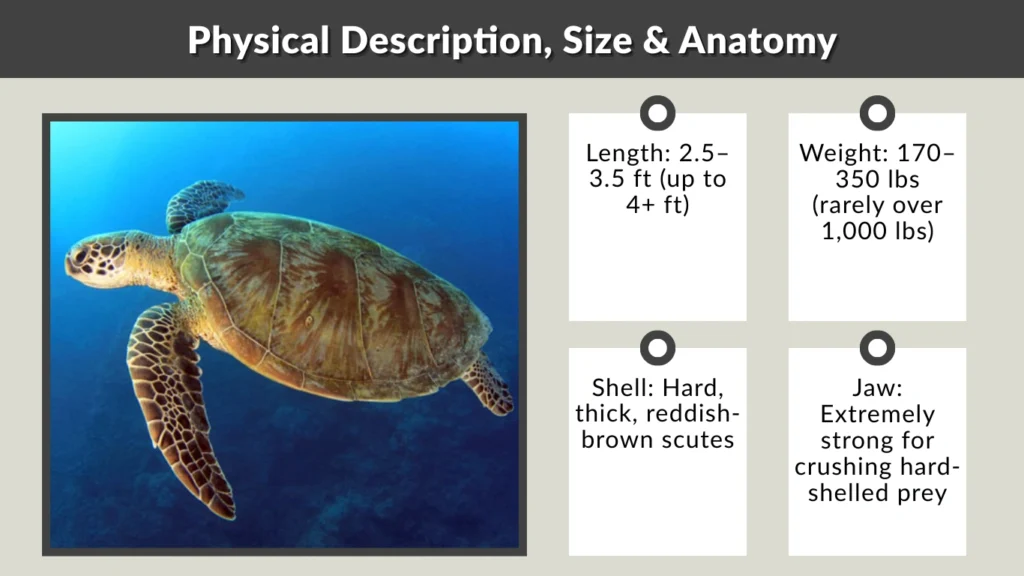 Physical Description, Size & Anatomy