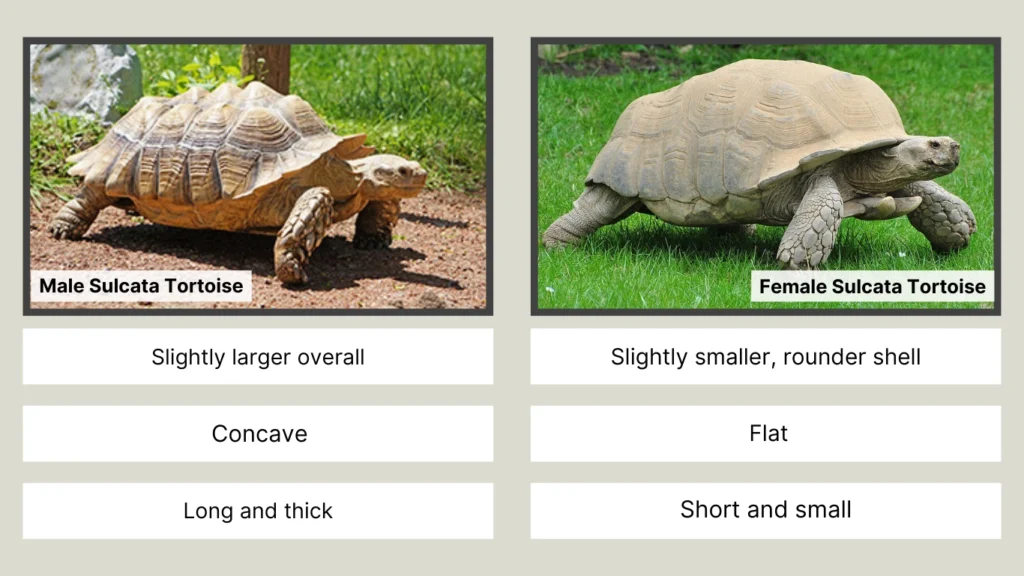 Physical Differences Between Male & Female Sulcatas