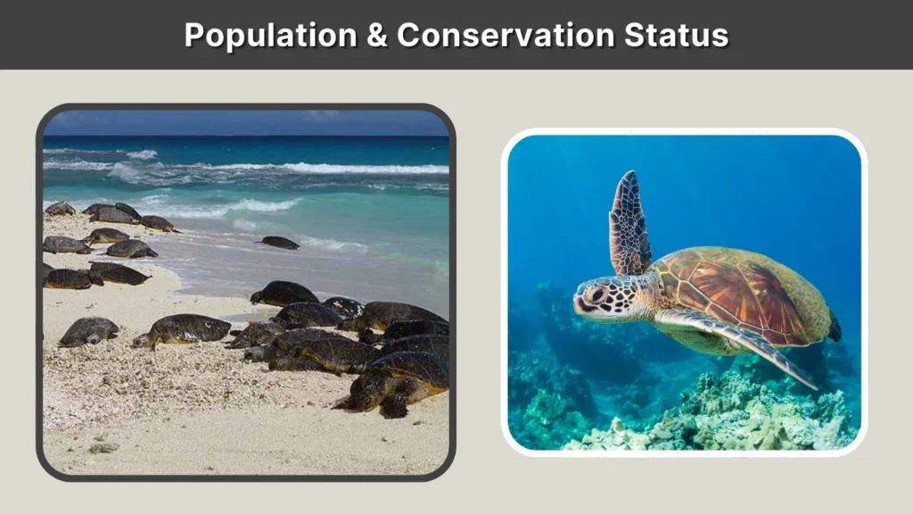 Population & Conservation Status