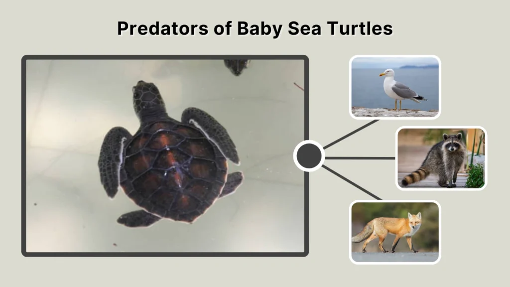 Predators of Baby Sea Turtles