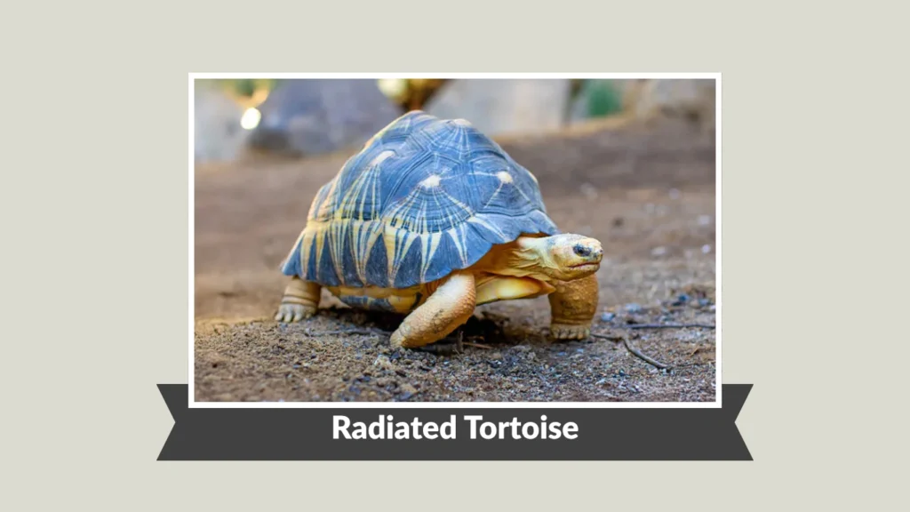Radiated Tortoise