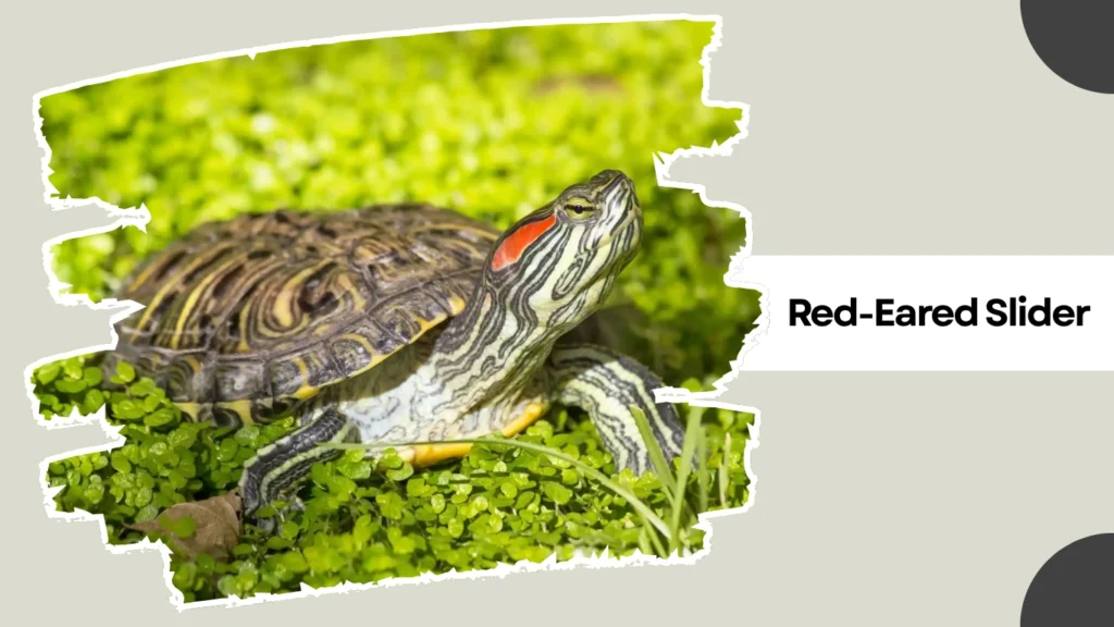 Red-Eared Slider