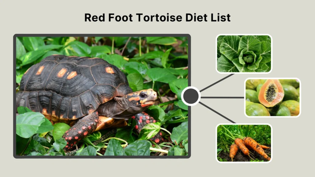 Red Foot Tortoise Diet List