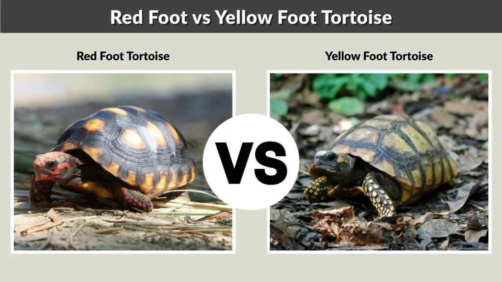 Red Foot vs Yellow Foot Tortoise