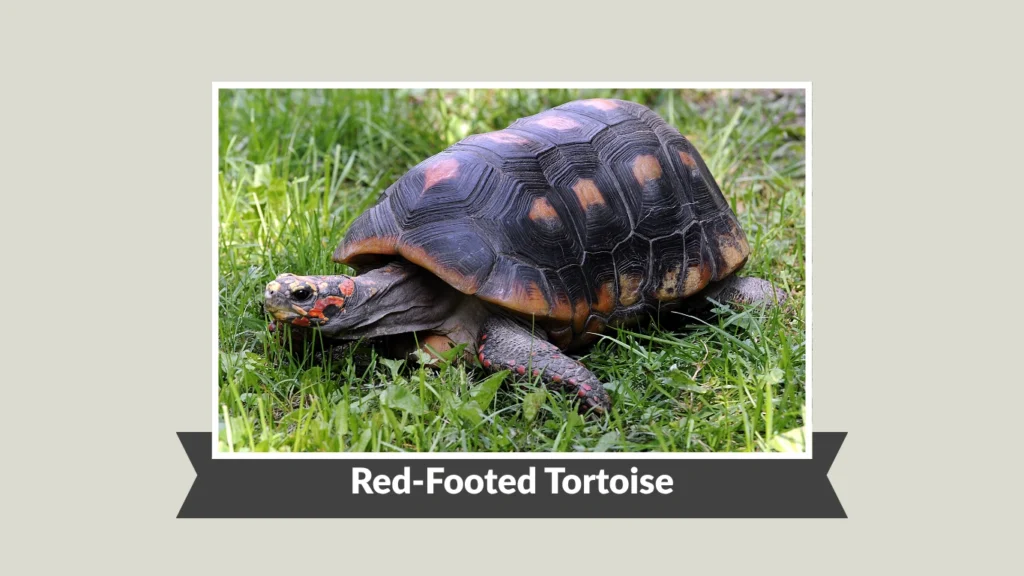 Red-Footed Tortoise