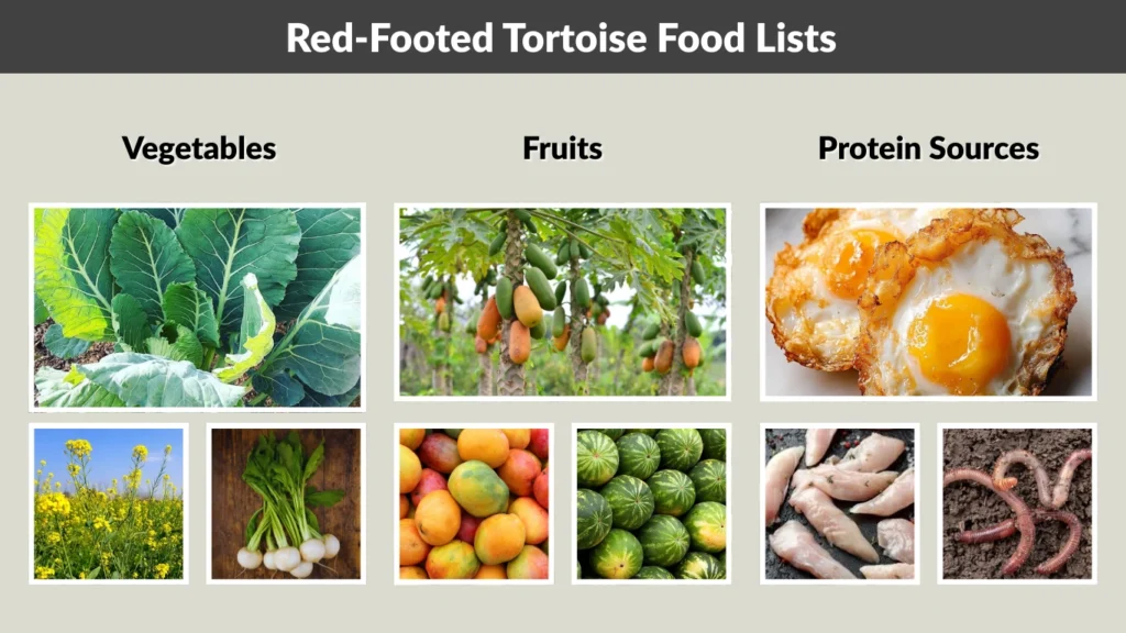Red-Footed Tortoise Food Lists