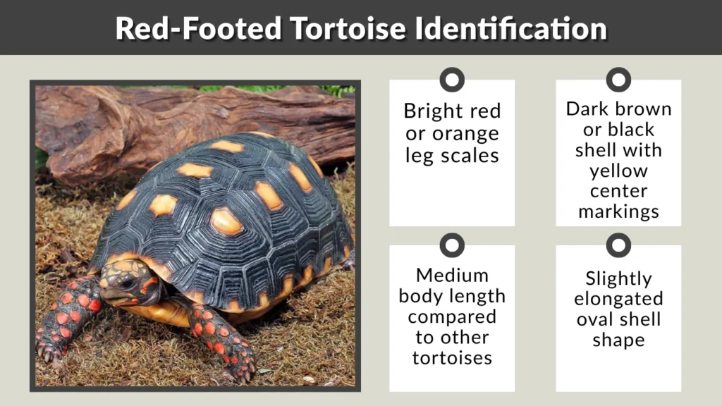 Red-Footed Tortoise Identification