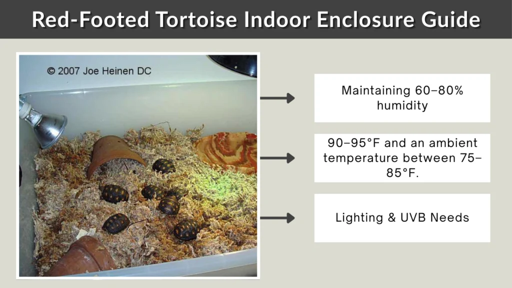 Red-Footed Tortoise Indoor Enclosure Guide