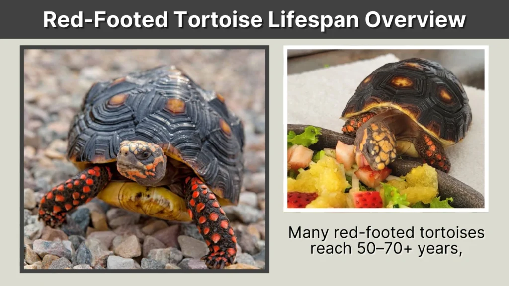 Red-Footed Tortoise Lifespan Overview
