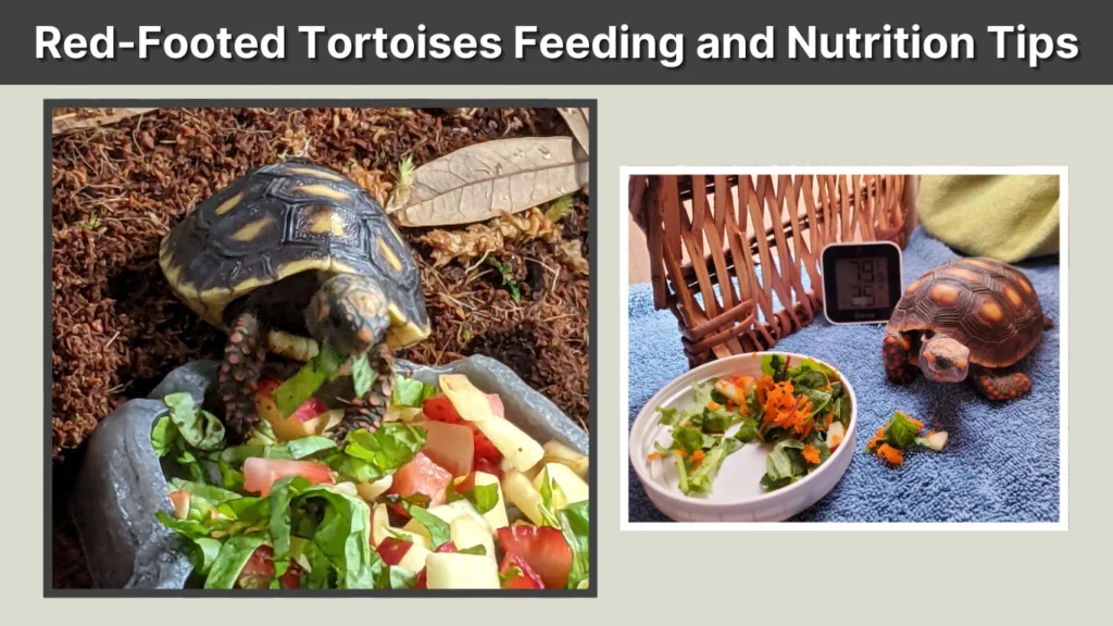 Red-Footed Tortoises Feeding and Nutrition Tips