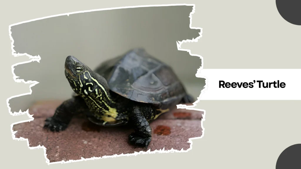 Reeves’ Turtle