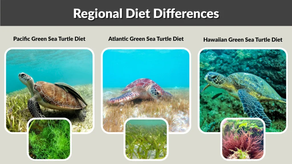 Regional Diet Differences