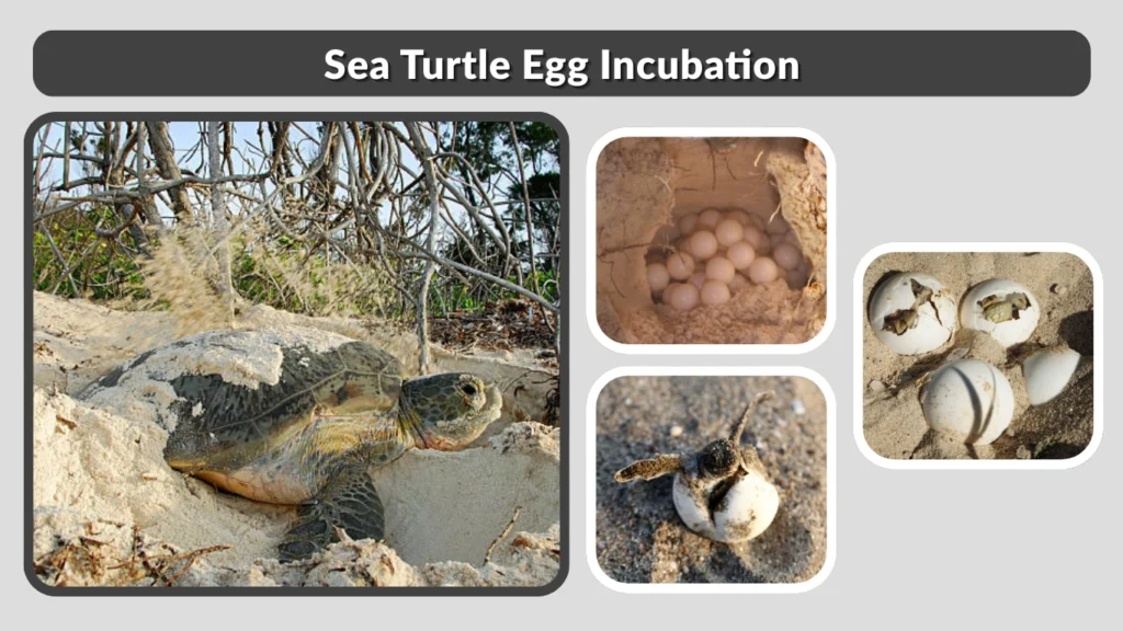 Sea Turtle Egg Incubation