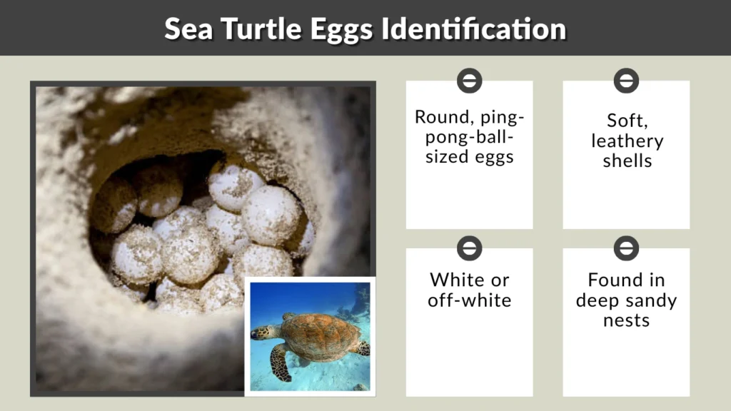 Sea Turtle Eggs Identification