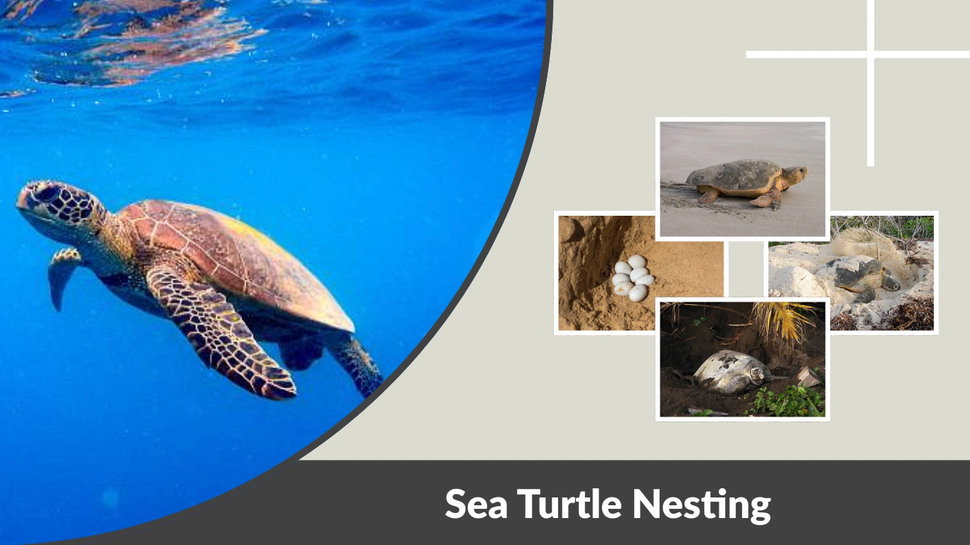 Sea Turtle Nesting Seasons, Sites, Nests & Protection Guide