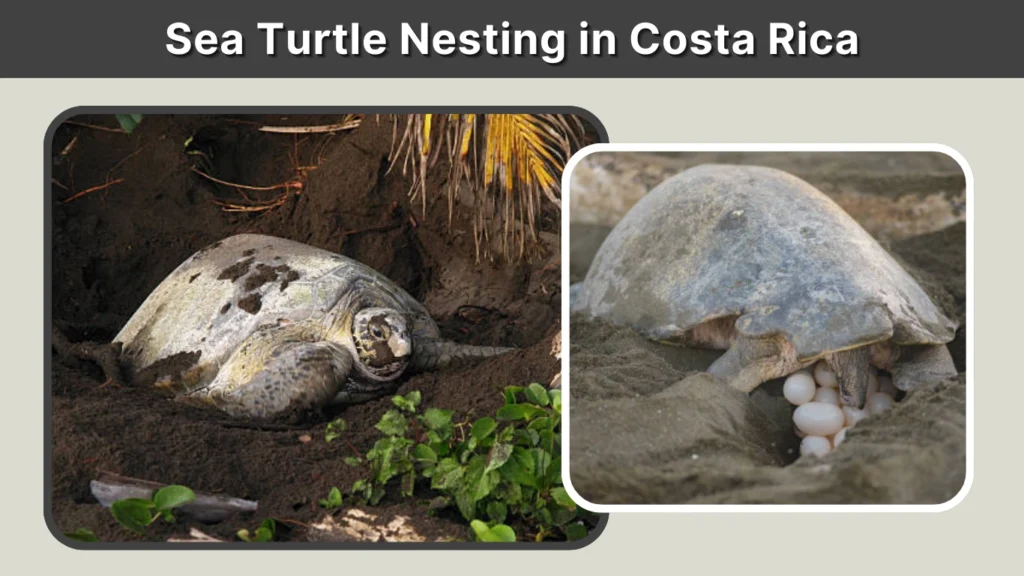 Sea Turtle Nesting in Costa Rica