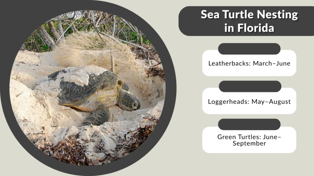 Sea Turtle Nesting in Florida