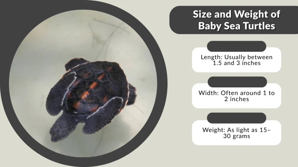 Size and Weight of Baby Sea Turtles