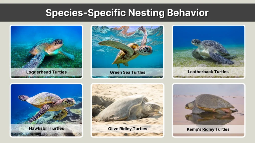 Species-Specific Nesting Behavior