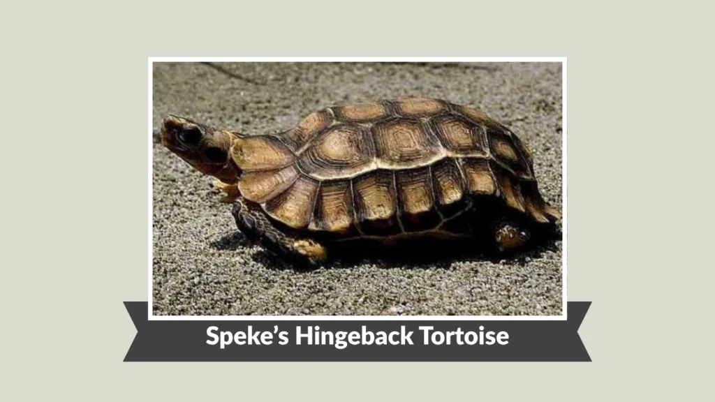 Speke’s Hingeback Tortoise
