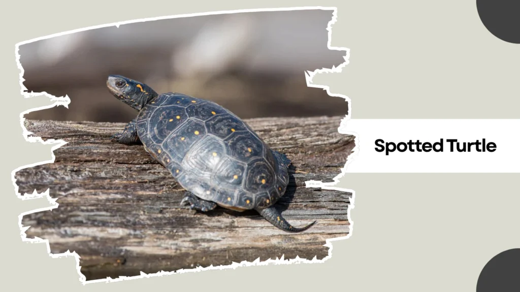 Spotted Turtle