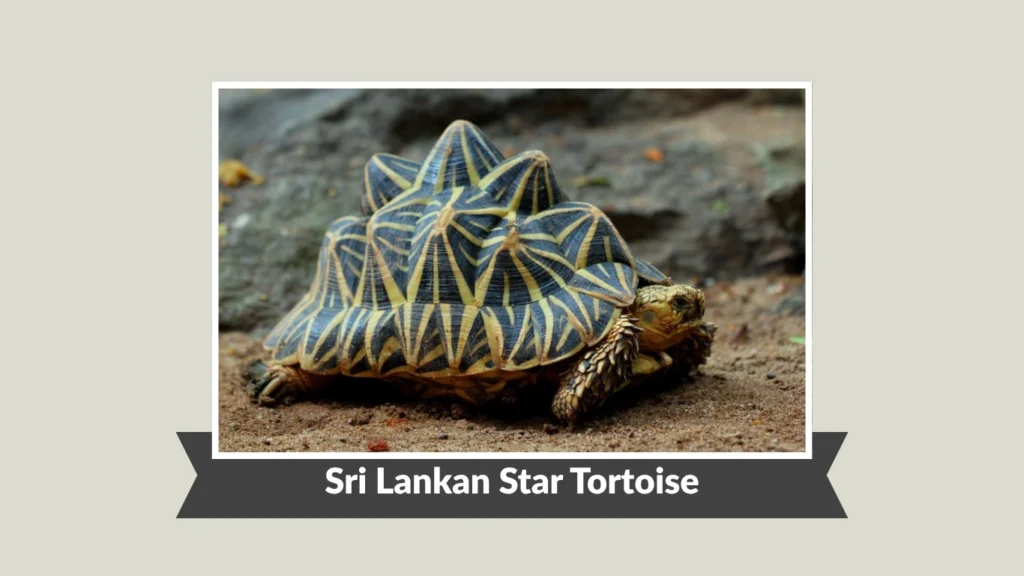 Sri Lankan Star Tortoise