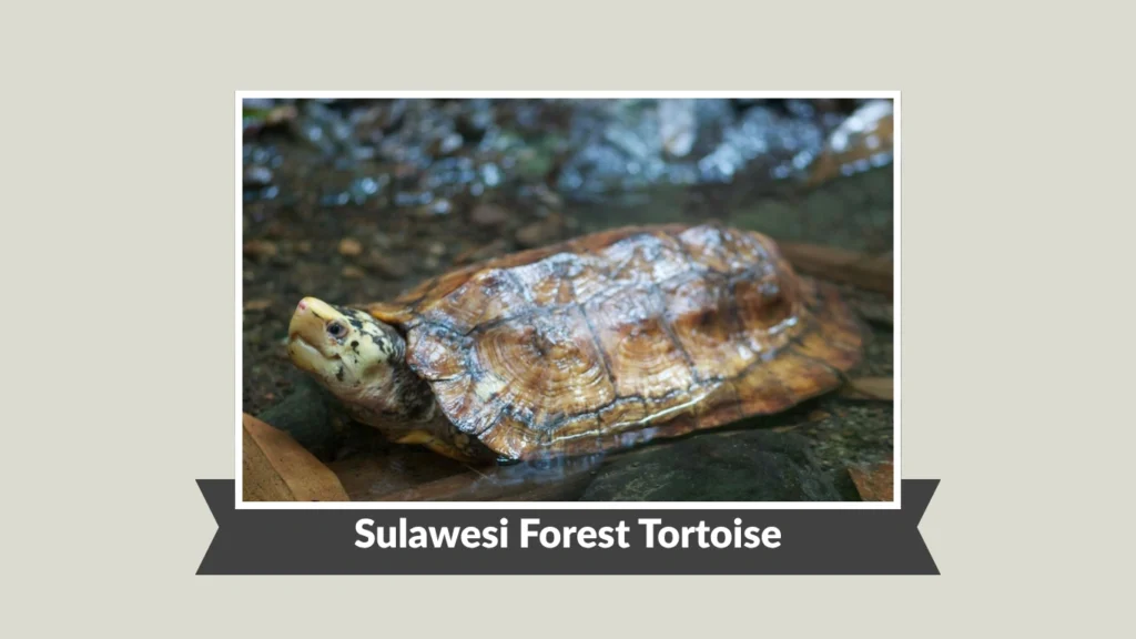 Sulawesi Forest Tortoise