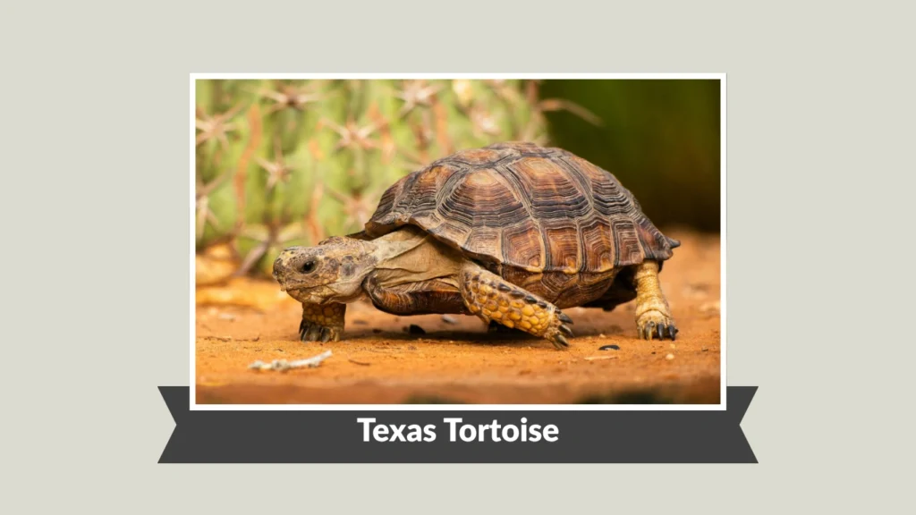 Texas Tortoise