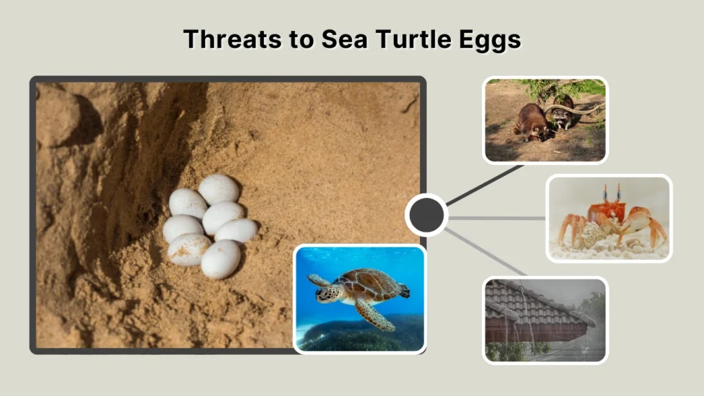 Threats to Sea Turtle Eggs