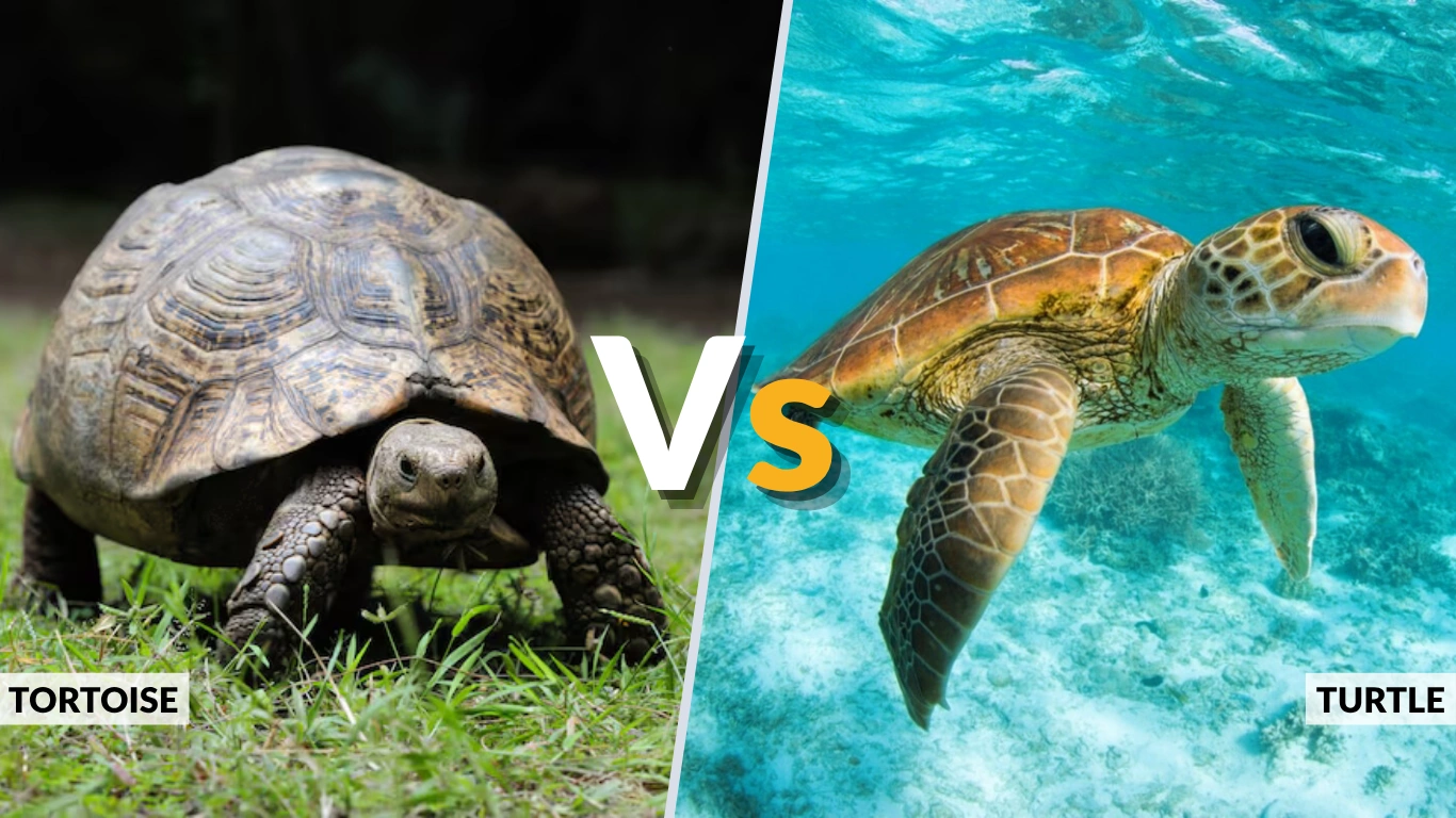 Tortoise vs Turtle 7 Key Differences Between Them 