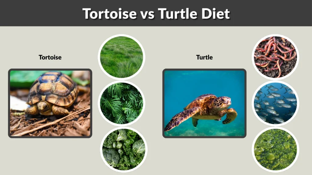 Tortoise vs Turtle Diet