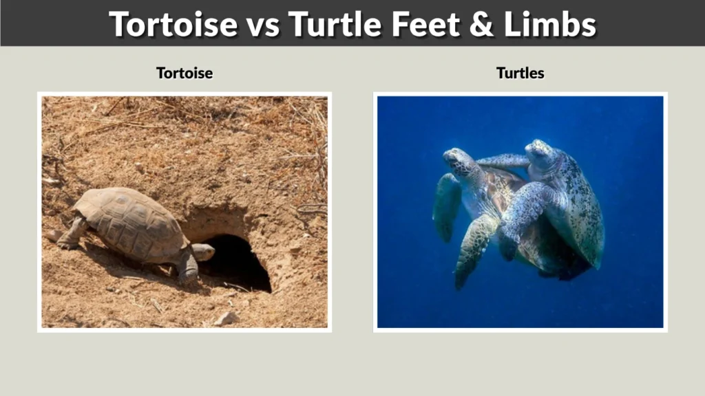 Tortoise vs Turtle Feet & Limbs