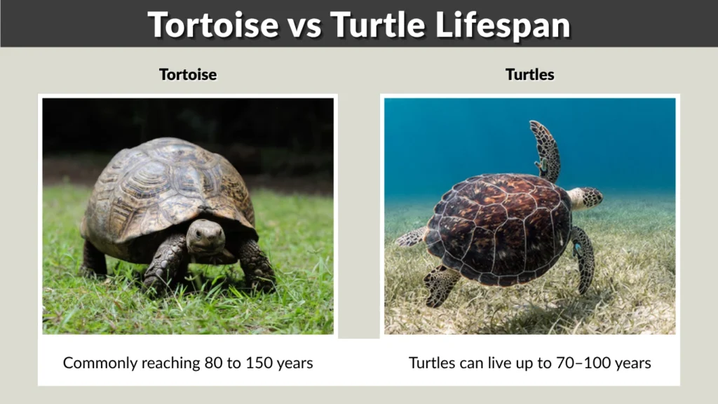 Tortoise vs Turtle Lifespan
