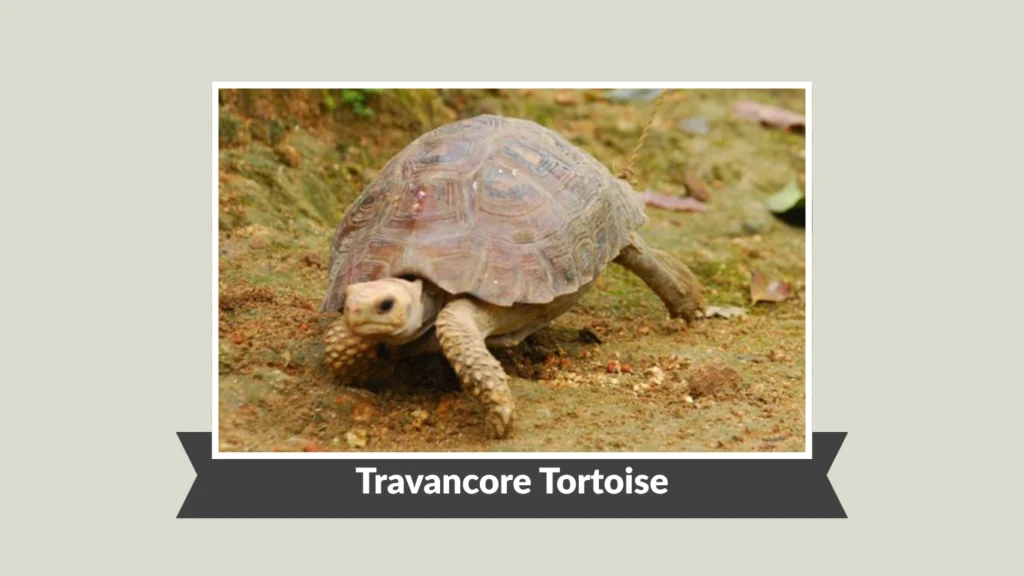 Travancore Tortoise