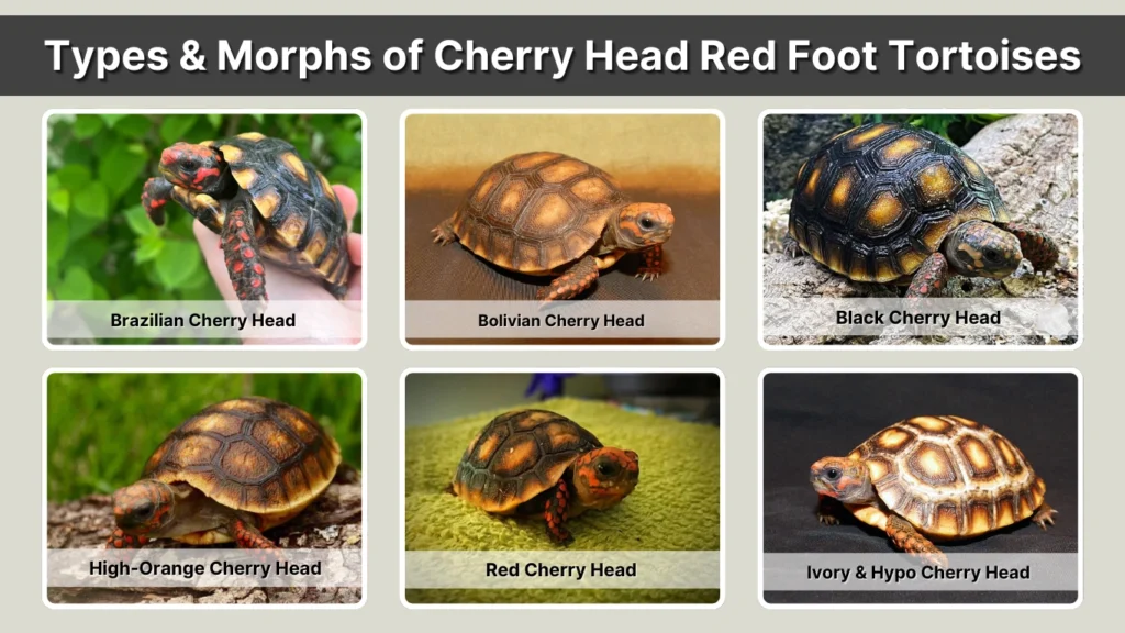 Types & Morphs of Cherry Head Red Foot Tortoises
