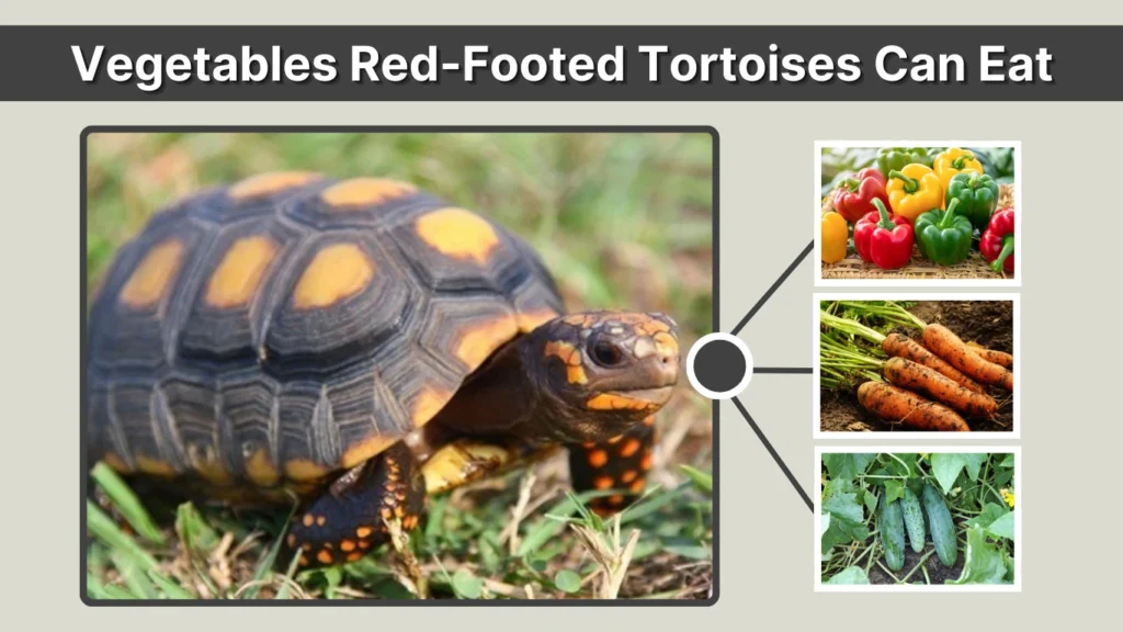 Vegetables Red-Footed Tortoises Can Eat
