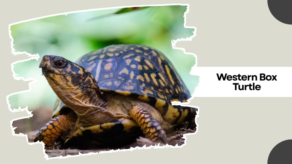 Western Box Turtle