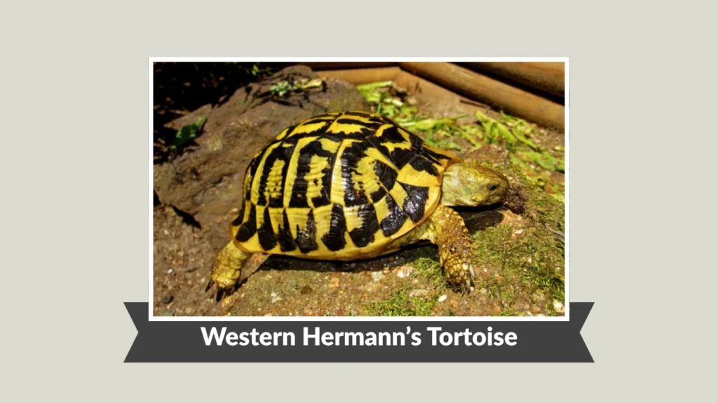 Western Hermann’s Tortoise