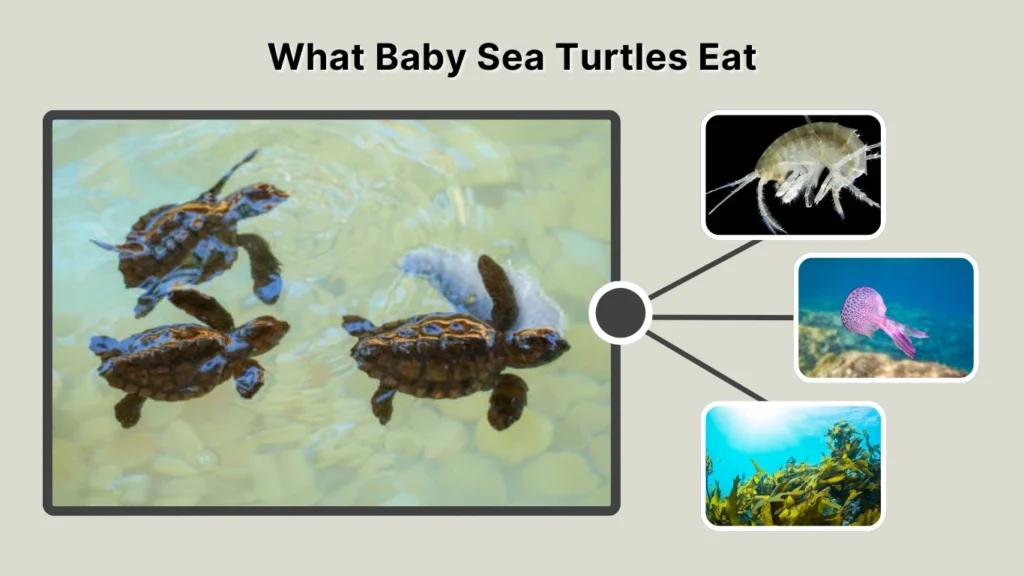 What Baby Sea Turtles Eat