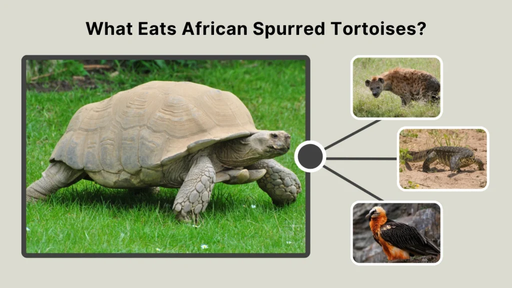 What Eats African Spurred Tortoises