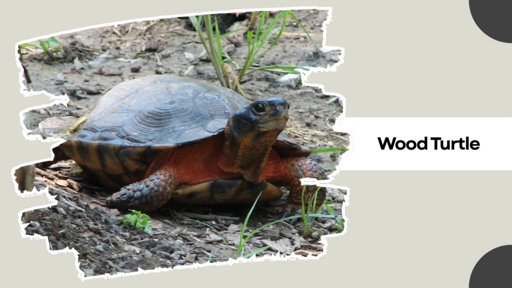 Wood Turtle