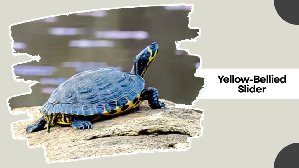 Yellow-Bellied Slider