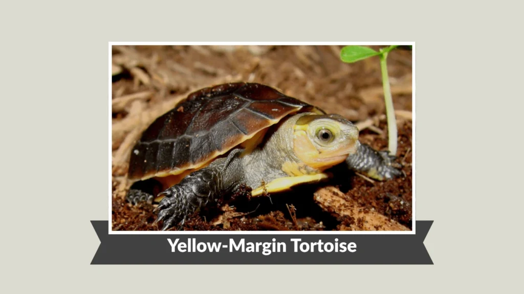 Yellow-Margin Tortoise