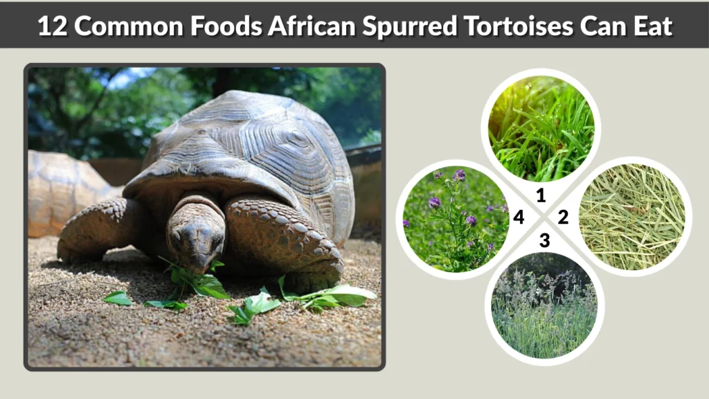12 Common Foods African Spurred Tortoises Can Eat