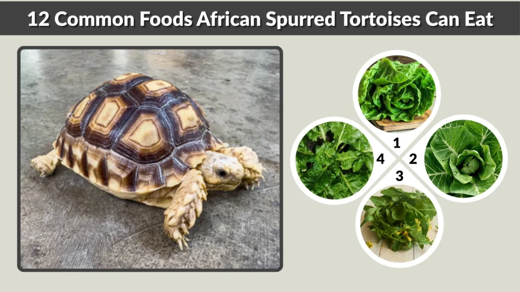 12 Common Foods African Spurred Tortoises Can Eat
