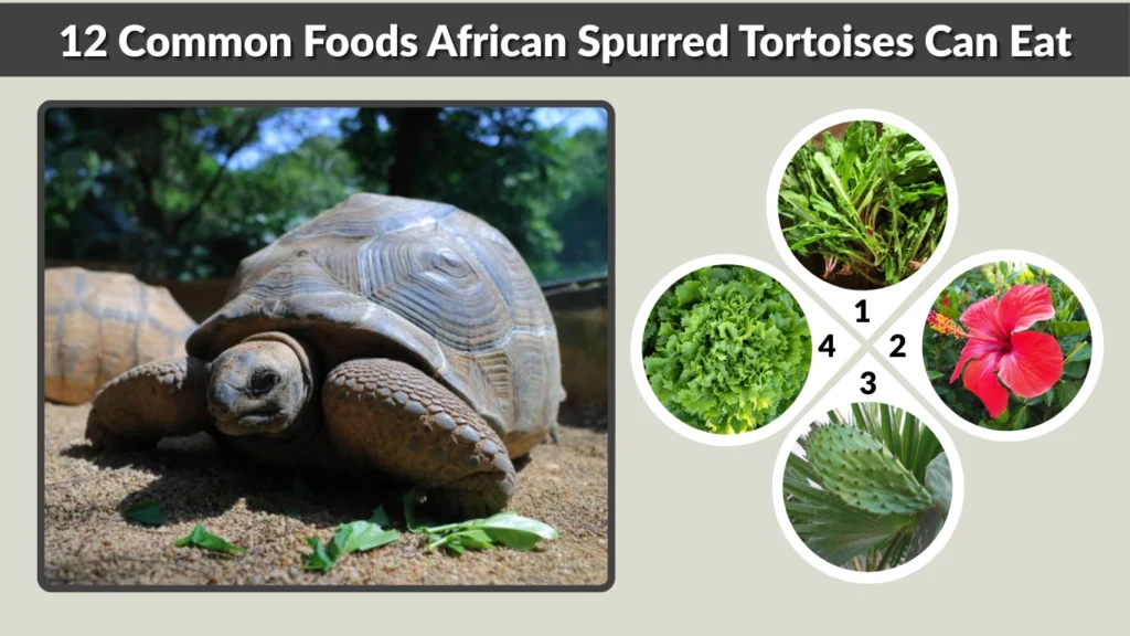 12 Common Foods African Spurred Tortoises Can Eat