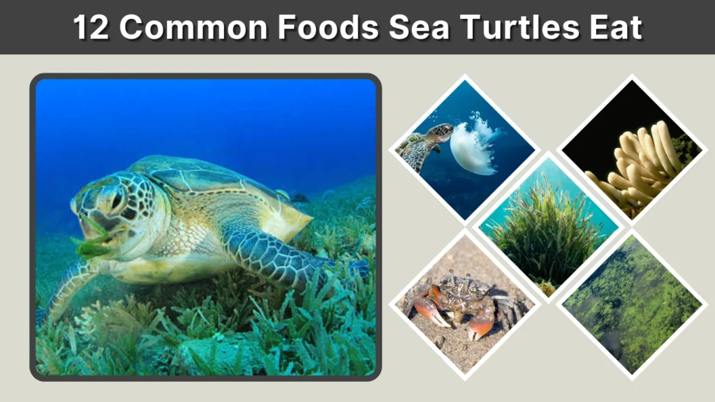 12 Common Foods Sea Turtles Eat