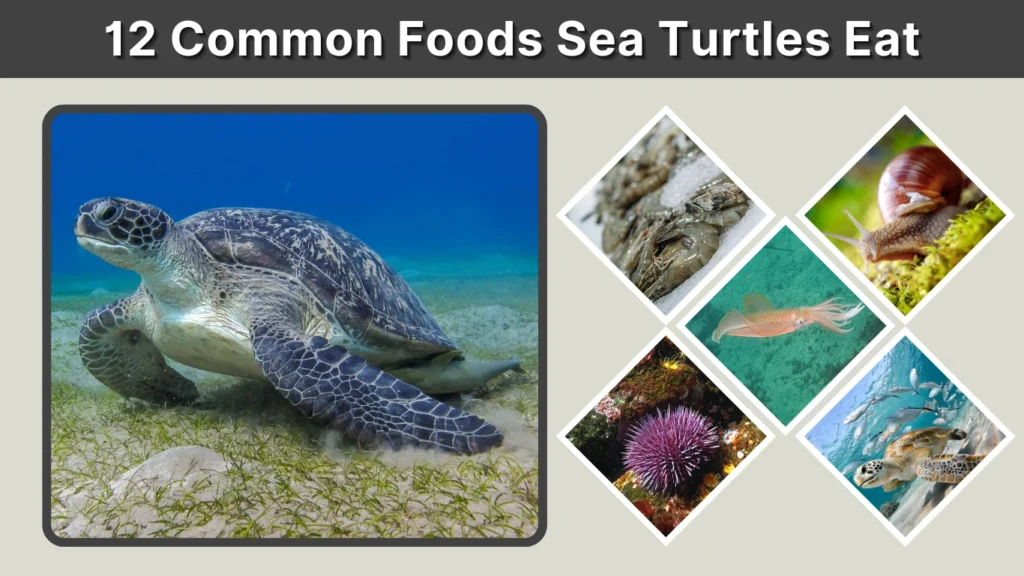 12 Common Foods Sea Turtles Eat